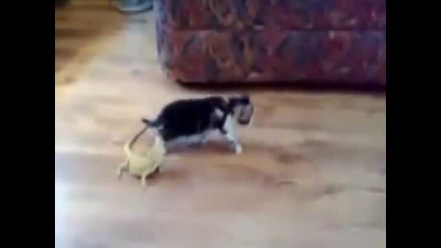 Смешной котёнок и ящерица