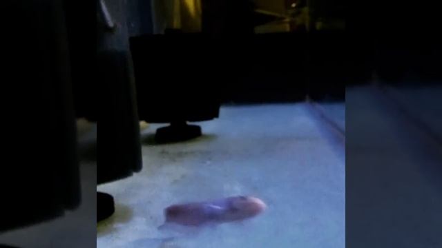 Wels catfish (Silurus glanis albino) смотреть онлайн