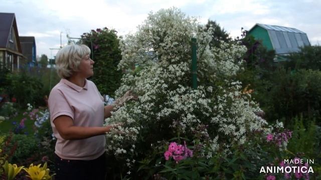 Клематис Жгучий- замечательное украшение для вашего сада смотреть онлайн