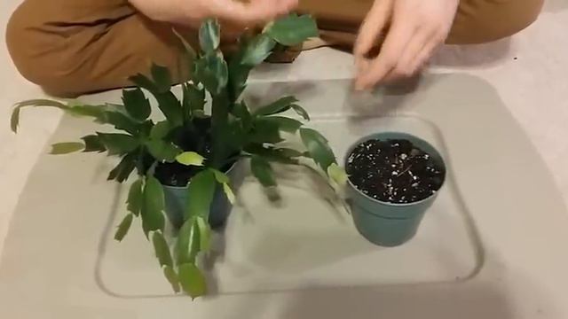 How to propagate Christmas Cactus смотреть онлайн