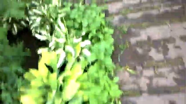 Картошка,капуста,клубника,лук. смотреть онлайн