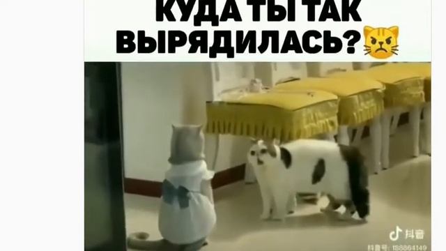 Семейные РАЗБОРКИ: сеанс ЮМОРОТЕРАПИИ !!! Борис Биленко: тренер ЦиГун, развития СВЕРХ-СПОСОБНОСТЕЙ смотреть онлайн