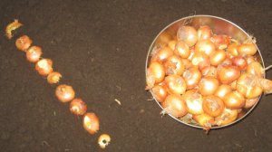 Лук на перо в теплице