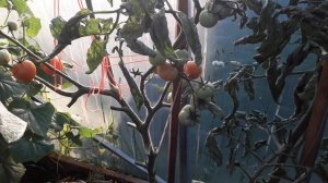 Обзор томата сорт Алпатьева 905а