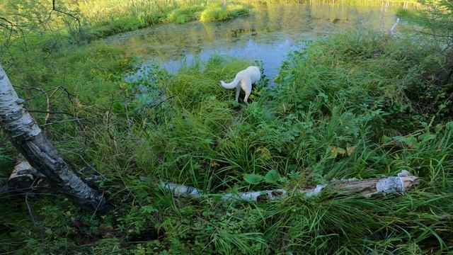 Туман первый раз в лесу. МОРЕ ГРИБОВ. Атака грибов.
