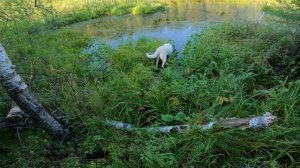 Туман первый раз в лесу. МОРЕ ГРИБОВ. Атака грибов.