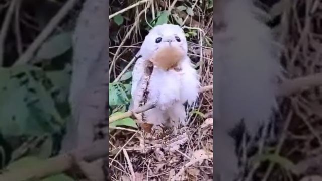 Козодой, козодой крик #козодой #кодозой крик #shorts смотреть онлайн