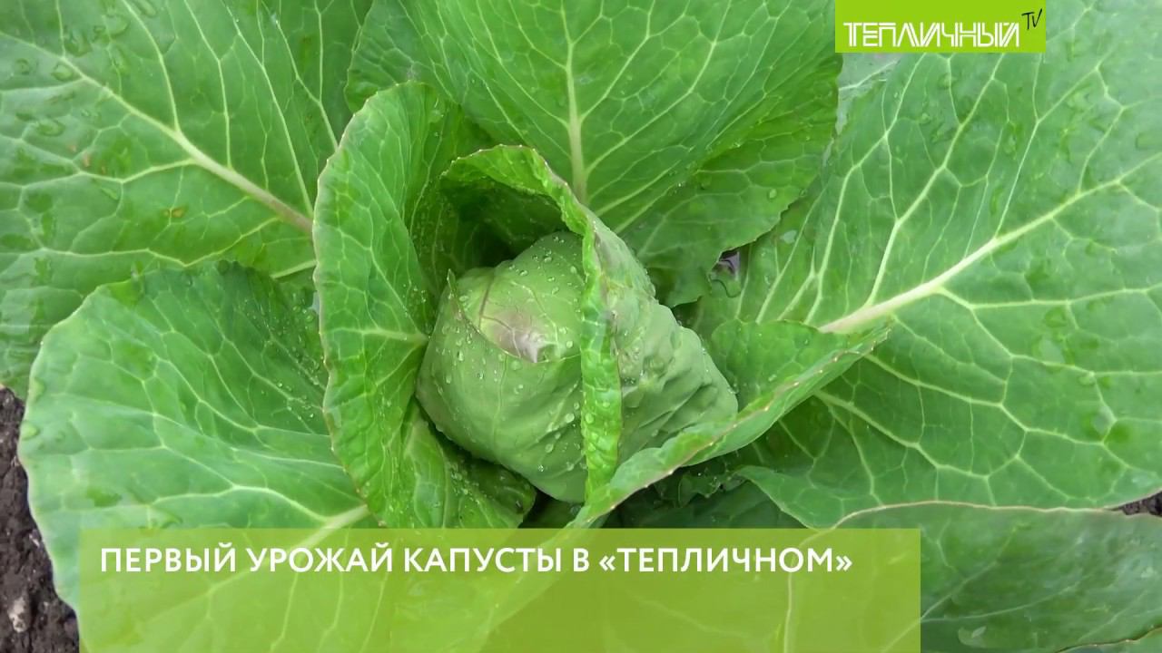 Первый урожай с полей "Тепличного": Белокочанная капуста и кольраби смотреть онлайн
