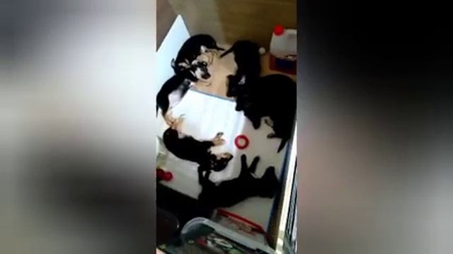 Наша спасённая собака Глаша ощенилась/Щенки ищут дом смотреть онлайн