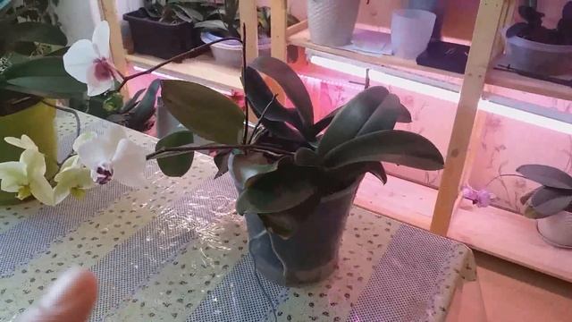 Мой секрет, как заставить цвести ОРХИДЕИ повторно. Жизнь автора. смотреть онлайн