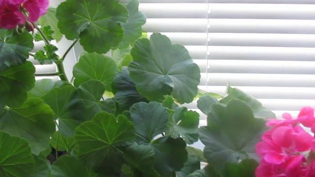 ГЕРАНИ МАЙ 2019 смотреть онлайн