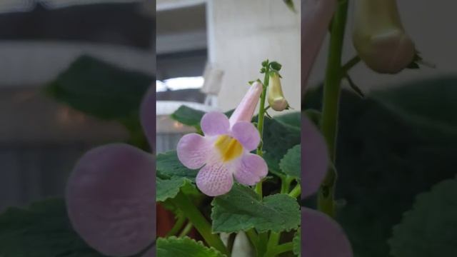 Смитианта смотреть онлайн