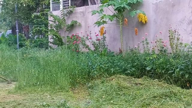 TRIMMING THE EXTREMELY OVERGROWN GRASS AND WEEDS USING BRUSH CUTTER / GRASS CUTTER смотреть онлайн