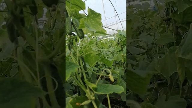 18 11 2023г рост огурцов в +4 градуса смотреть онлайн