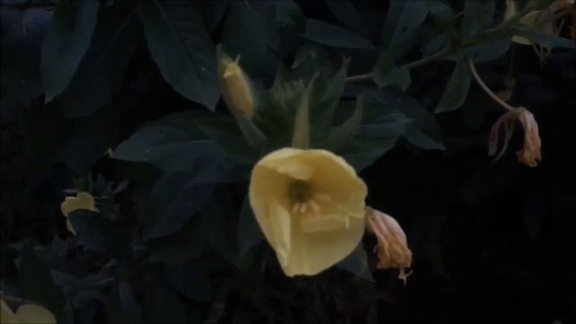 Evening Primrose | Blossoming Beauties #2