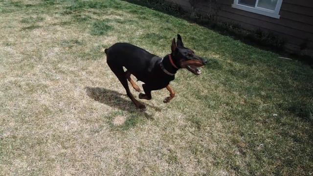 Doberman Puppy Reunion 6 months old, Part 1 смотреть онлайн