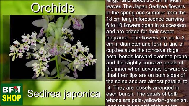 (Sedirea japonica) Orchids Gallery Malaysia at BF1 смотреть онлайн