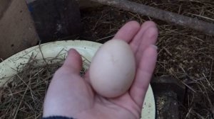 Бройлеры начали нести яйца