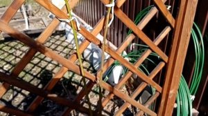 Весенняя обрезка,обработка ежевики и винограда|Как обрезать ежевику весной и сформировать на шпалер