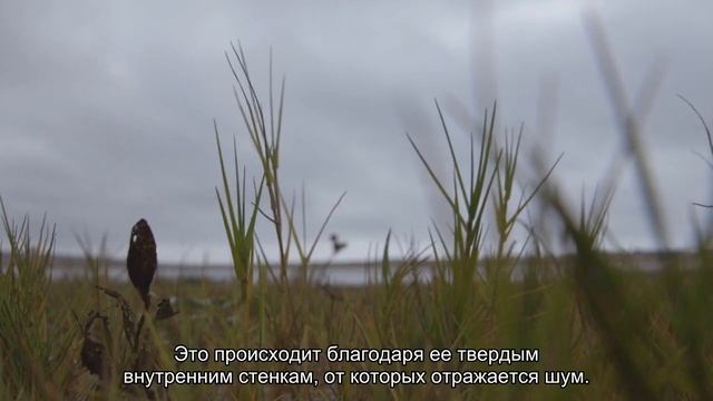 Почему мы слышим “море” в ракушках смотреть онлайн