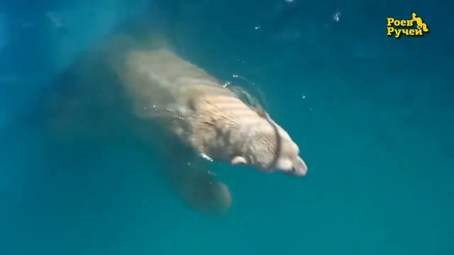 Развлечение медведей водой смотреть онлайн