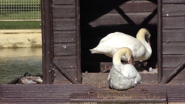 Test Panasonic HC VX 870 Ultra HD смотреть онлайн