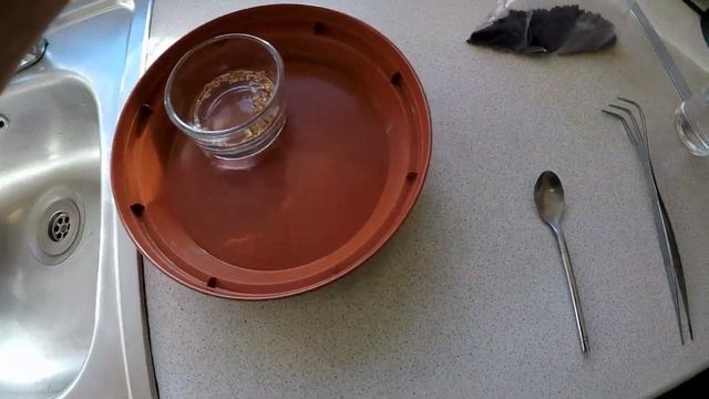 Dawn Redwood (Metasequoia Glyptostroboides)  Seed Soaking And Stratification Method