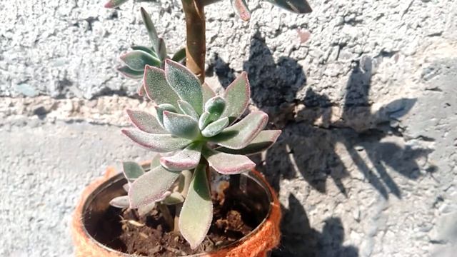 Echeveria Pulvinata Rose