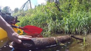 Сплав по лесной речке Аложа, калужская область