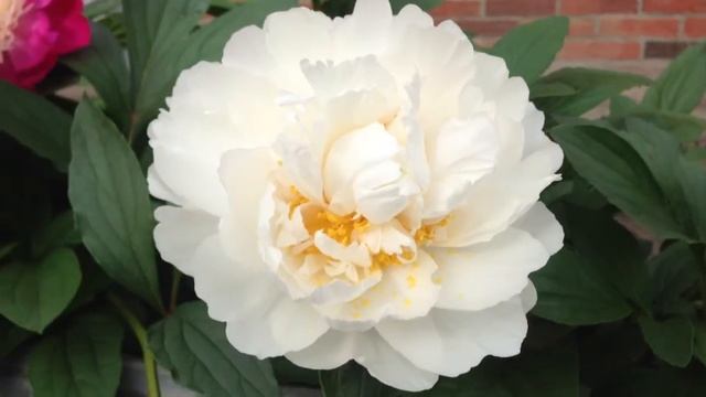 Peony White Ivory - www.peonyshop.com смотреть онлайн