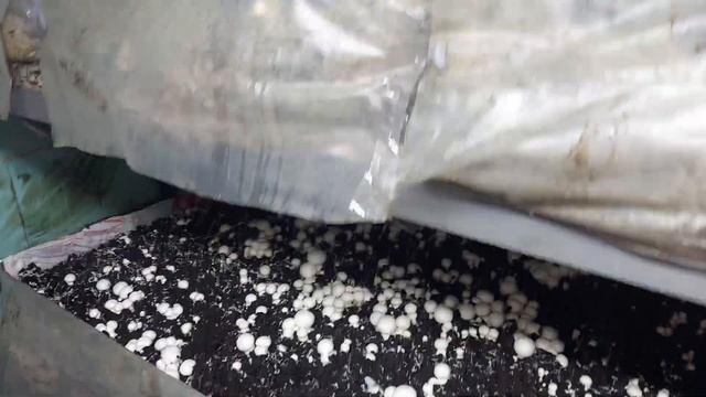 шампиньоны растут смотреть онлайн