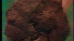 Происхождение амфибий