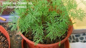 УКРОП ИЗ СЕМЯН НА ПОДОКОННИКЕ ДОМА, ВЫРАЩИВАЕМ ЗЕЛЕНЬ ДЛЯ САЛАТА.