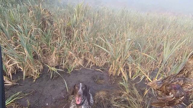 Осенняя Охота 2021 по болотно-луговой дичи с курцхааром! смотреть онлайн