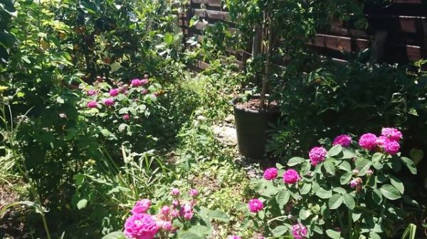 Damaszener-Rose Rose de Resht