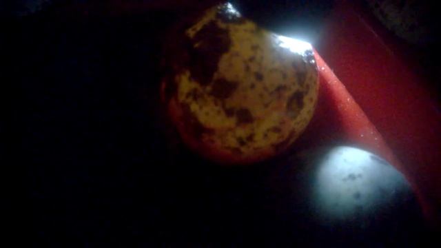 Овоскопирование перепелиных яиц. Первая неделя. смотреть онлайн