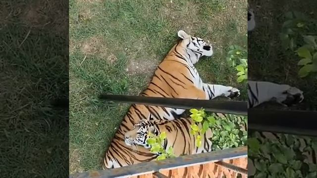 Олег Зубков о разыскиваемом Росприроднадзором тигре в Крыму смотреть онлайн