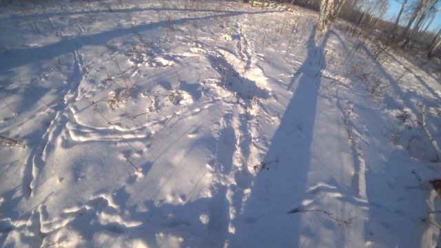 Охота загоном на лося и сибирскую косулю. Продолжение... смотреть онлайн