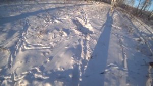 Охота загоном на лося и сибирскую косулю. Продолжение...