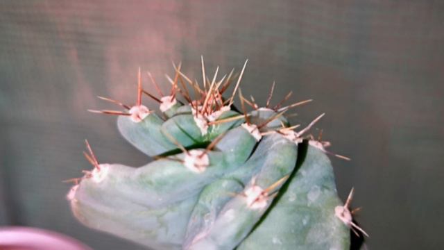 Cereus forbesii cv. 'spiralis' смотреть онлайн