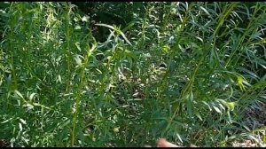 тархун/выращивание и использование