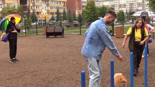 В Красноярске открыли новую площадку для выгула собак: тестируем смотреть онлайн