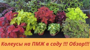 Колеусы на ПМЖ в саду! Обзор ! Колеусы из семян! Посадка миксами! Вегетативные колеусы!