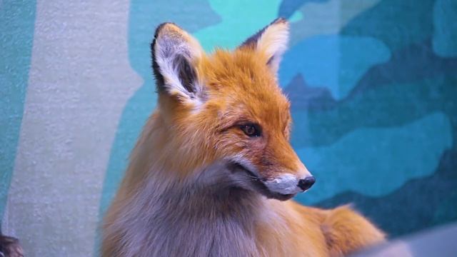 Экскурс за минуту — Животный мир нашего округа (часть 1) смотреть онлайн