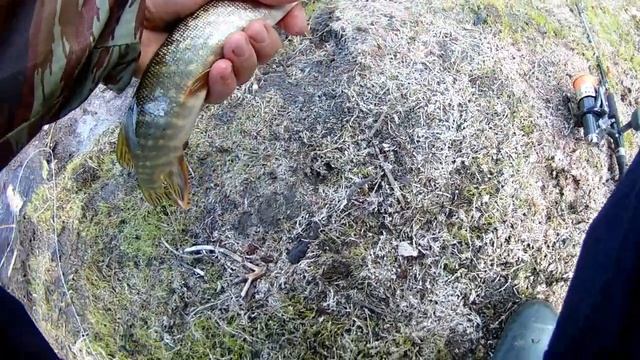 Спиннинг ищем рыбу. Аргази 10.06.2018года смотреть онлайн