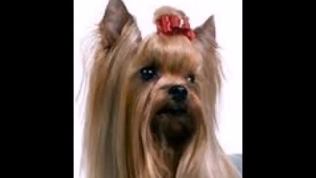 Australian Silky Terrier (Австралийский шелковистый терьер) смотреть онлайн