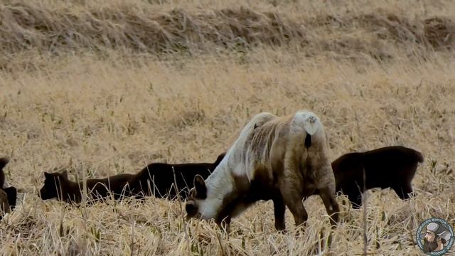 Северный Олень (Rangifer tarandus) смотреть онлайн