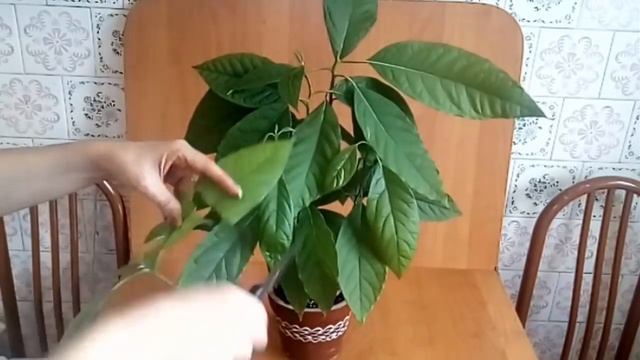Авокадо дерево как вырастить дома Обрезка Сформировать дерево Avocados from seeds Persea americana смотреть онлайн