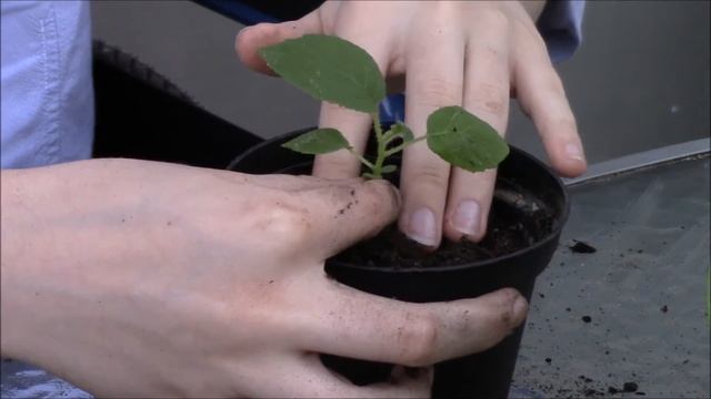 Девушка и растение. Помогая другим - помогаешь себе! смотреть онлайн