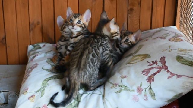 Бенгальские котята 22.07.18 смотреть онлайн